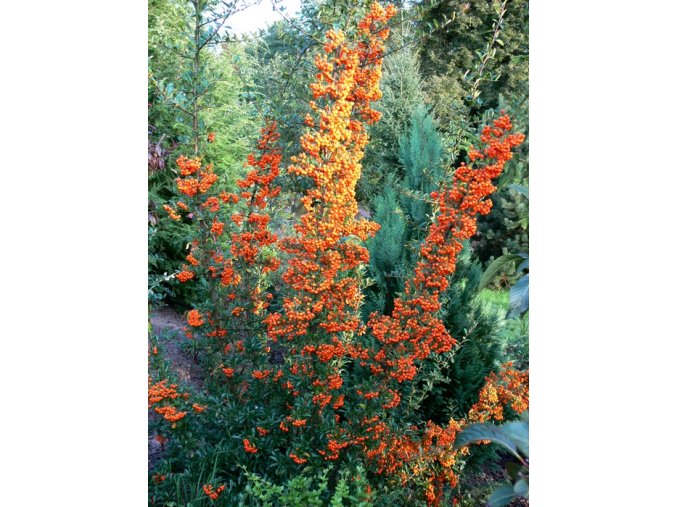 Pyracantha coccinea 'Orange Glow' - hlohyně šarlatová
