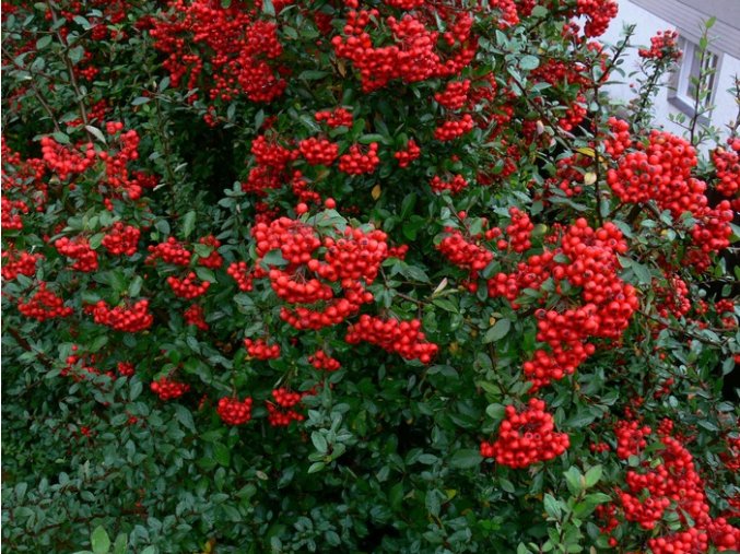 Pyracantha coccinea 'Red Column' - hlohyně šarlatová