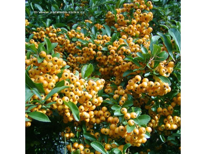 Pyracantha coccinea 'Soleil d'Or' - hlohyně šarlatová