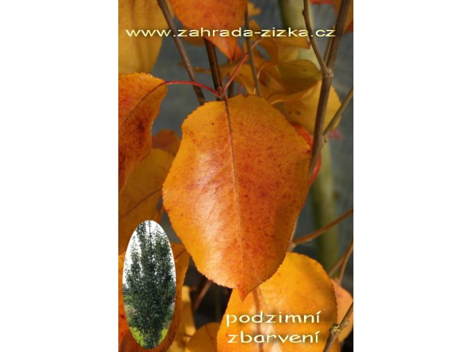 Pyrus calleryana 'Chanticleer' - okrasná hrušeň