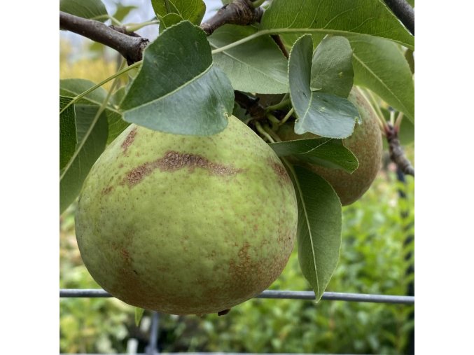 Pyrus pyrifolia 'Kiefer' - hrušeň