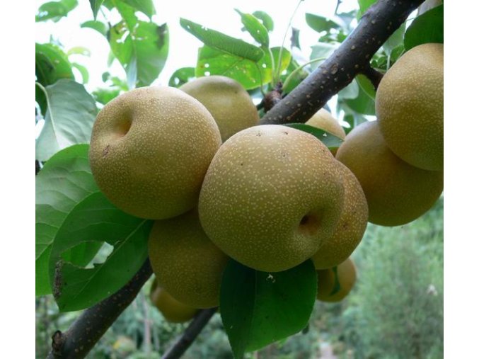 Pyrus pyrifolia HOSUI - hruška asijská