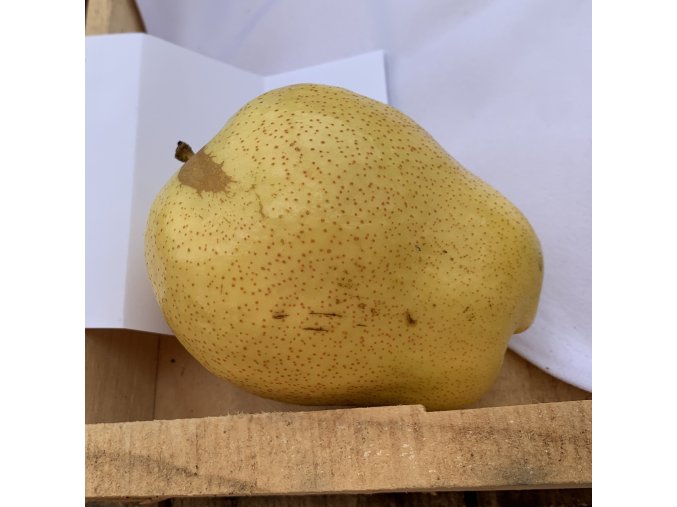 Pyrus Early