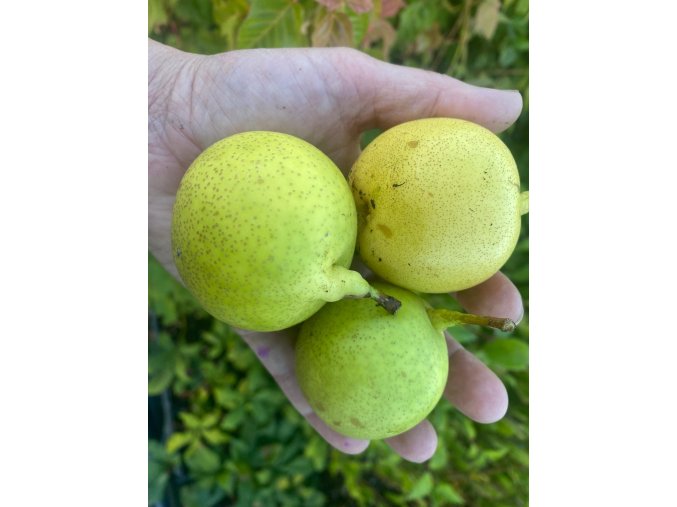 Pyrus pyrifolia 'July' - hruška asijská