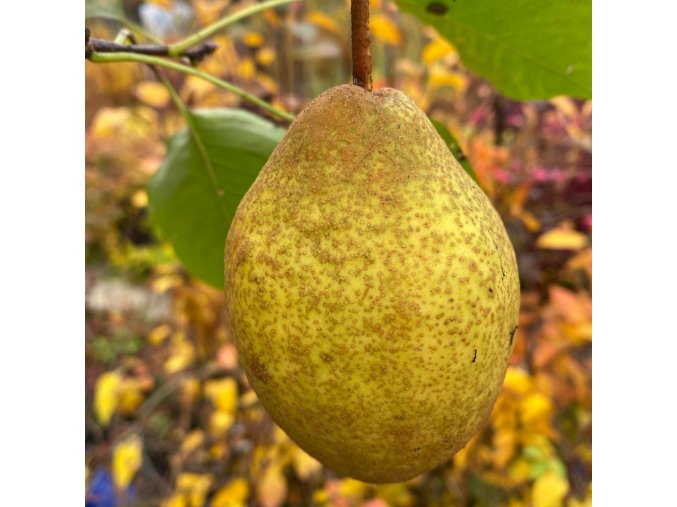 Pyrus pyrifolia 'King hua' - hruška asijská