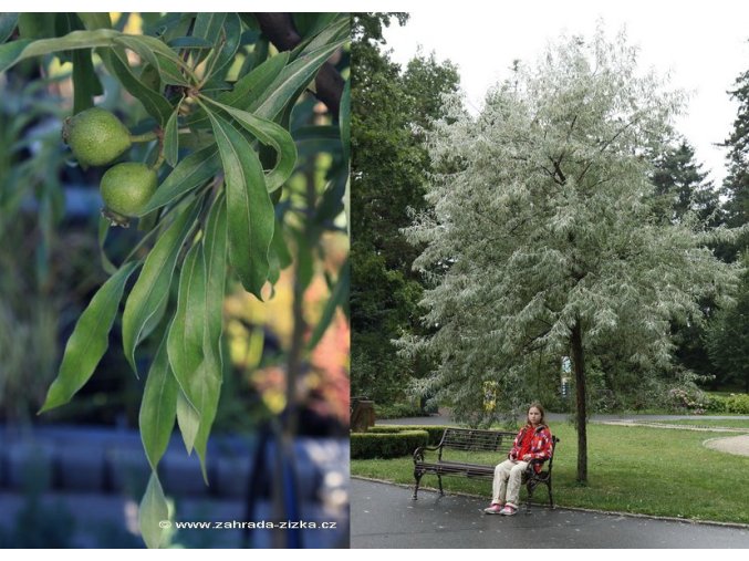 Pyrus salicifolia 'Pendula' - okrasná hrušeň