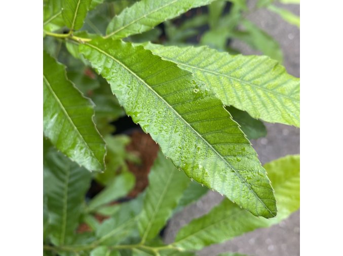 Quercus acutissima - dub nejšpičatější