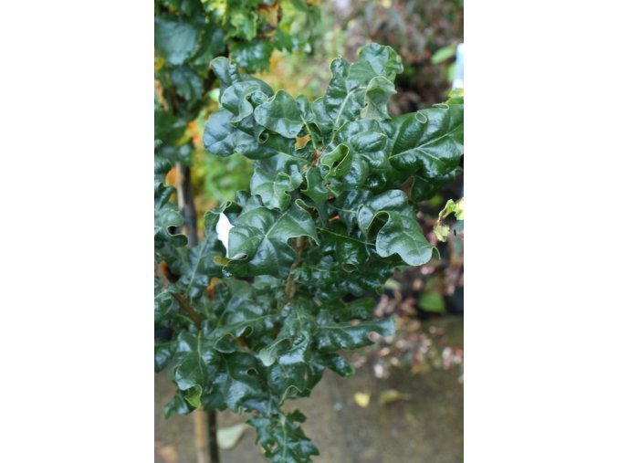 Quercus cerris 'Curly Head' - dub cer
