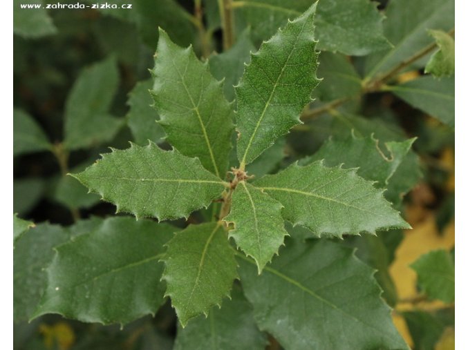 Quercus ilex - dub cesmínovitý