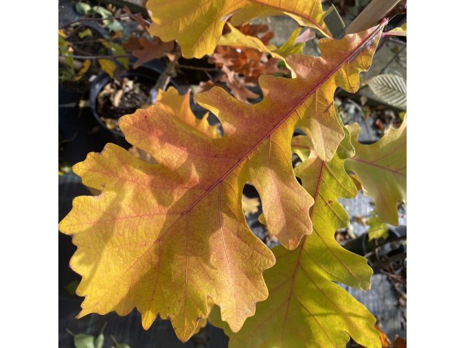 Quercus macrocarpa - dub velkoplodý