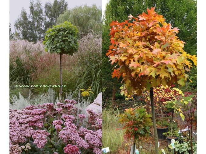 Quercus palustris 'Green Dwarf' - dub bahenní