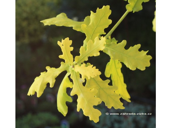 Quercus robur 'Concordia' - dub letní