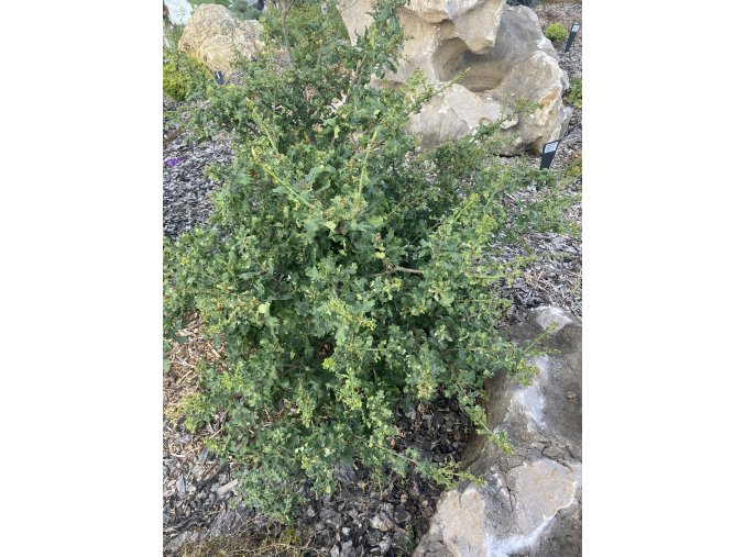 Quercus robur 'Gnome' - dub letní