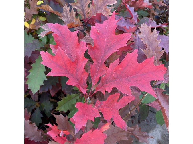 Quercus rubra - dub červený