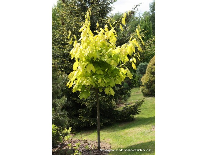Quercus rubra 'Aurea' - dub červený
