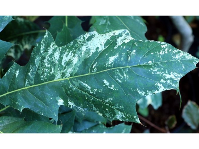 Quercus rubra 'Wolfsdonk's Pride' - dub červený