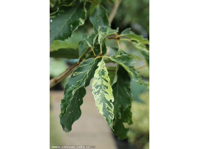 Quercus serrata 'Ishii' - dub žlázonosný