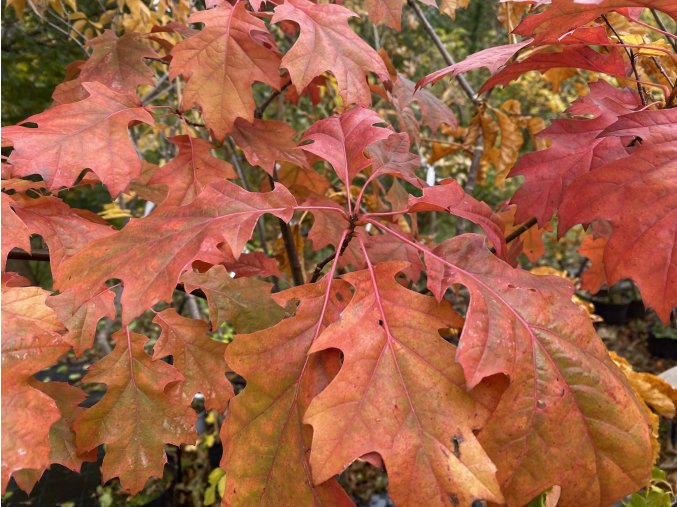 Quercus schumardii - dub Shumardův