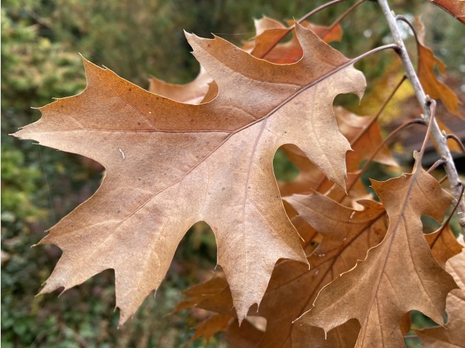 Quercus schumardii - dub Shumardův