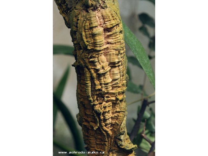 Quercus suber - dub korkový