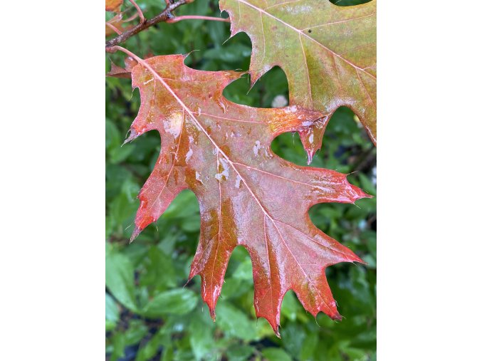 Quercus 'Vana' - dub
