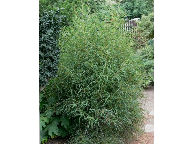 Rhamnus frangula 'Asplenifolia' - krušina olšová
