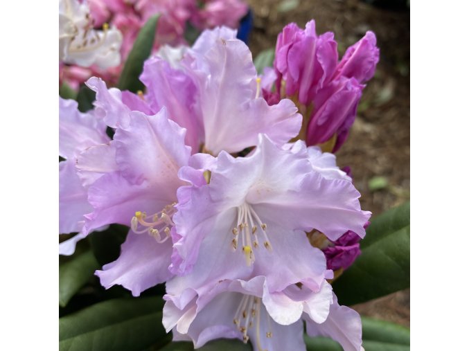 Rhododendron (Y) 'Caroline Allbrook' - pěnišník