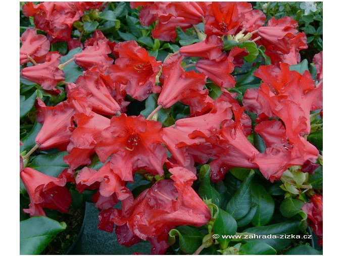 rhododendronBadenBaden