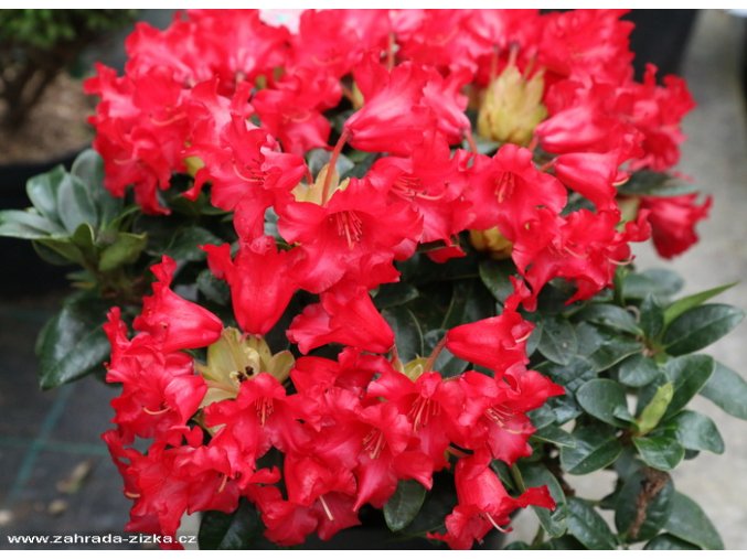 Rhododendron 'Bengal' - pěnišník zakrslý