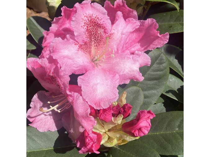 Rhododendron 'Claudine' - pěnišník