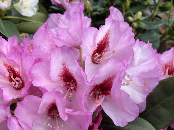 Rhododendron 'Danuta' - pěnišník