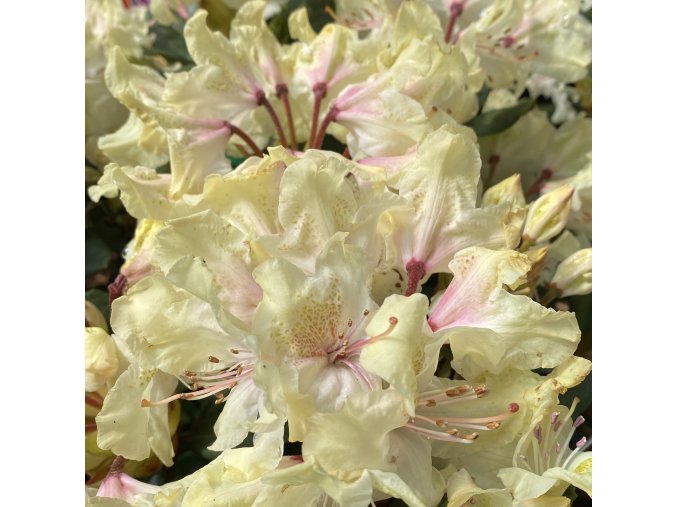 Rhododendron 'George Sand' - pěnišník zakrslý