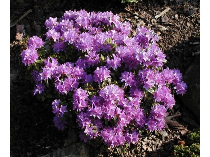 Rhododendron 'Gristede' - rododendron/ zakrslý pěnišník