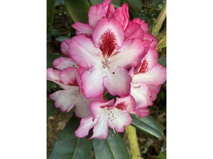 Rhododendron 'Cherry Cheesecake' - pěnišník