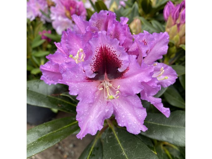 Rhododendron 'Kabarett' - pěnišník