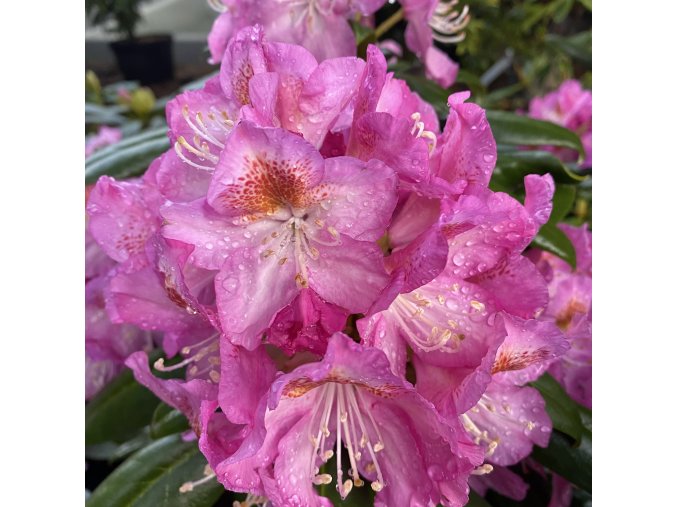 Rhododendron 'Kazimierz Odnowiciel II/ Royal Violet' - pěnišník