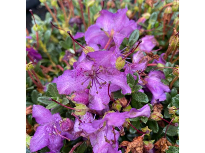 Rhododendron keleticum - pěnišník zakrslý