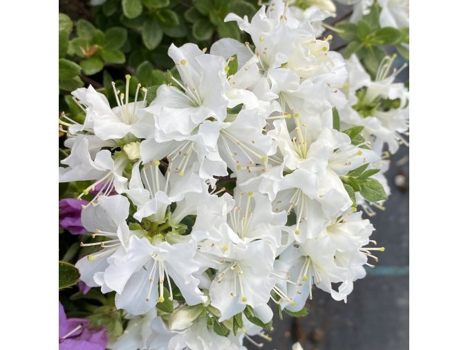 Rhododendron kiusianum 'Album' - pěnišník kiušijský