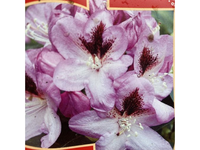 Rhododendron 'Lugano' - pěnišník