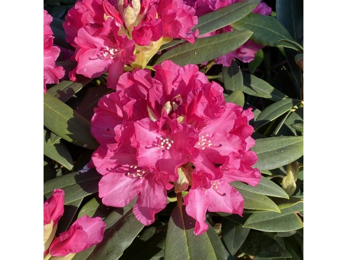 Rhododendron 'Mieszko' - pěnišník