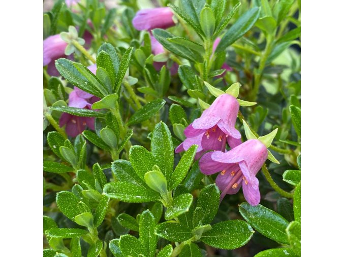 Rhododendron 'Myrtilloides' - pěnišník