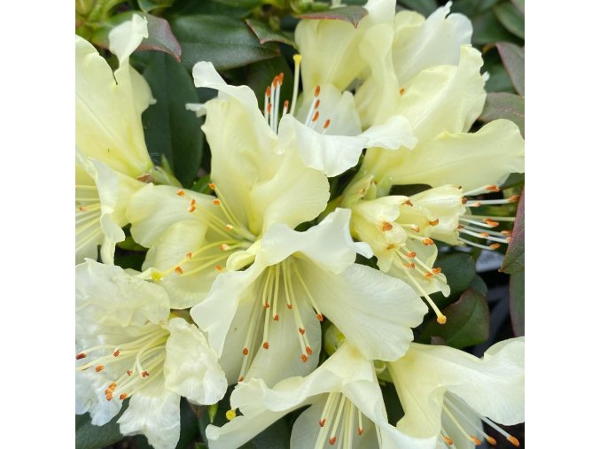 Rhododendron 'Patty Bee' - pěnišník