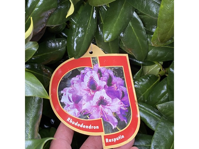 Rhododendron 'Rasputin' - pěnišník