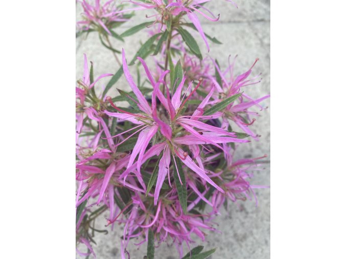 Rhododendron stenopetalum 'Linearifolium' - pěnišník, azalka dřevitá