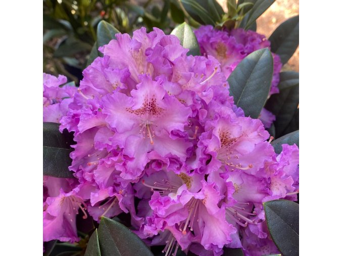 Rhododendron 'Střekov' - pěnišník