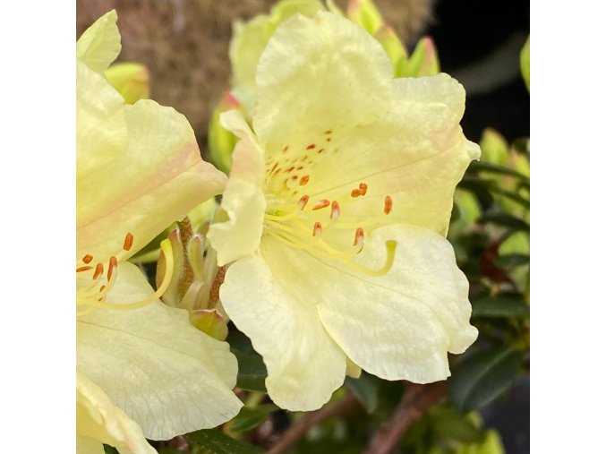 Rhododendron 'Wren' - pěnišník skalkový