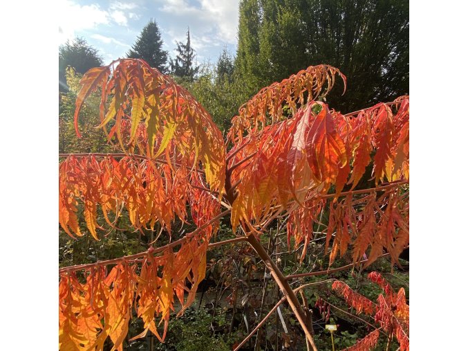Rhus typhina 'Dissecta' - škumpa orobincová