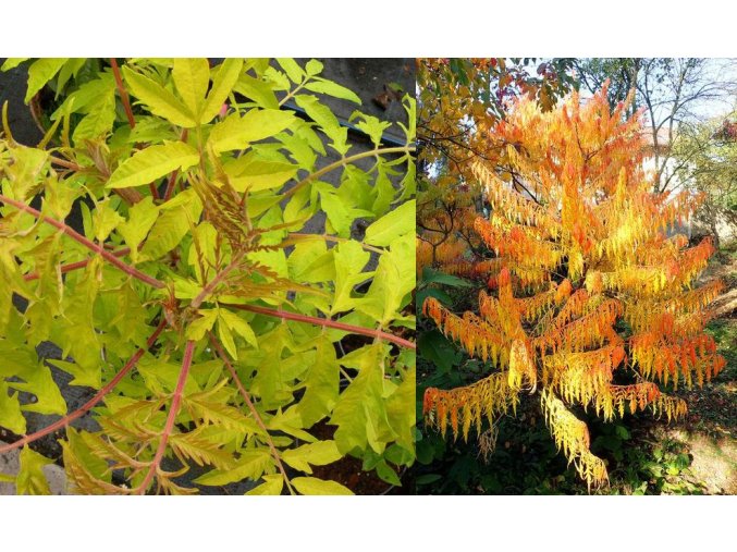 Rhus typhina 'Tiger Eyes' - škumpa
