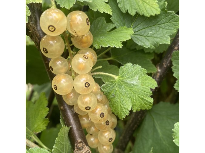 Ribes album BLANKA - rybíz bílý