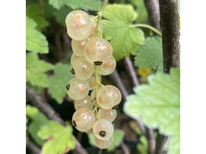 Ribes album VIKTORIA - rybíz bílý